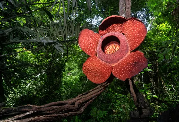 Tanaman Paling Unik di Dunia