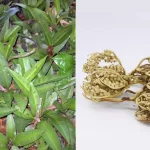 rumput fatimah adalah