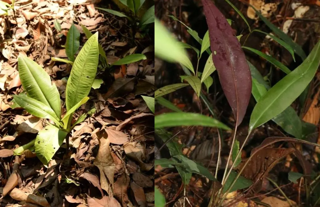 tetanam | Rumput Fatimah: Mitos Persalinan, Manfaat, & Cara Tanam rumput fatimah