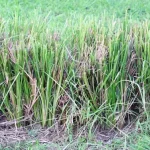 rumput vetiver adalah