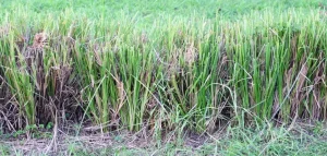 rumput vetiver adalah