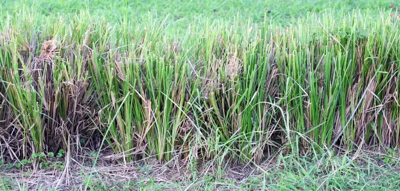 rumput vetiver adalah