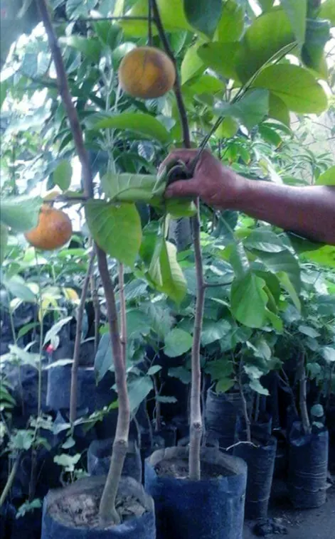 bibit buah kecapi