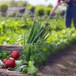 sayur organik adalah