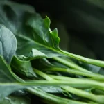 sayuran paling sehat di dunia