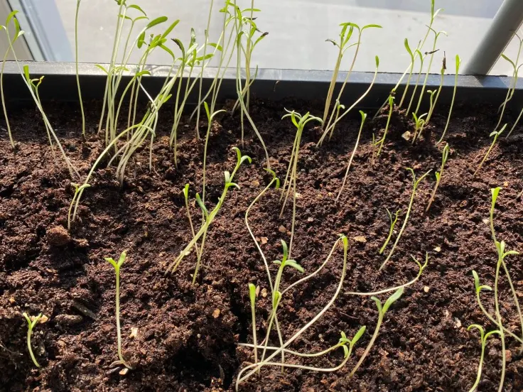 Semai biji bunga cosmos