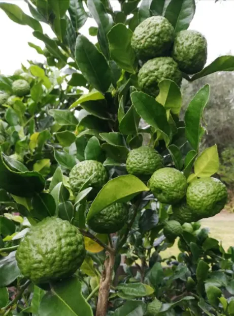 tetanam | Jeruk Purut: Rahasia Dapur & Kesehatan Alami Tersembunyi! jeruk purut