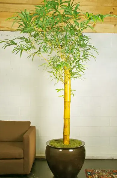 tetanam | Pesona Bambu Kuning: Manfaat, Cara Tanam, dan Perawatannya bambu kuning