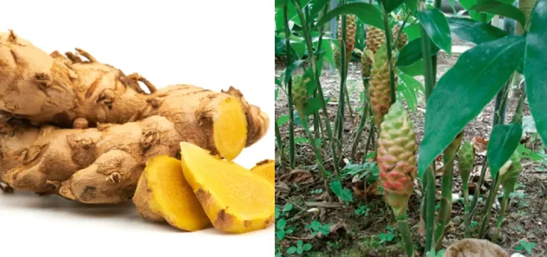 tanaman bangle adalah