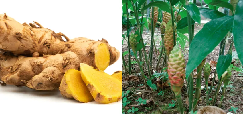 tanaman bangle adalah