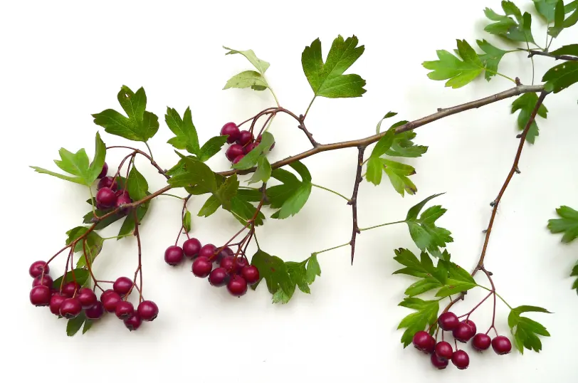buah hawthorn