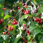 tetanam | Buah Lobi Lobi: Si Merah Langka Kaya Vitamin C buah lobi lobi