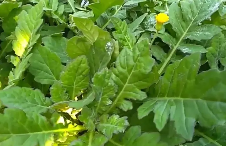 tetanam | Benarkah Daun Dewa Seampuh Namanya? Temukan Jawabannya daun dewa