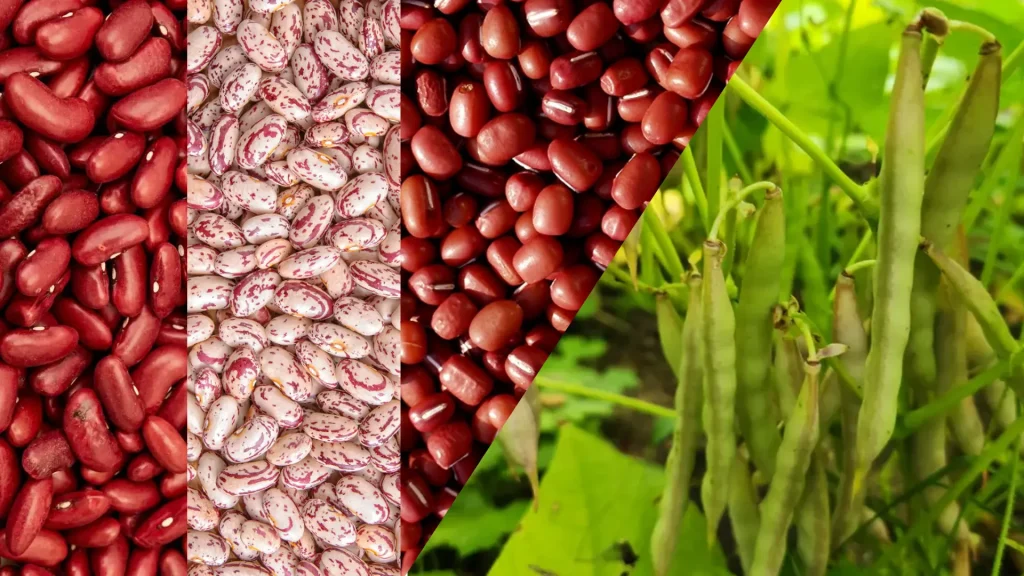 tanaman kacang merah