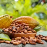 tanaman kakao adalah