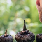 tanaman konjac adalah