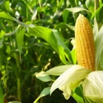 tanaman palawija adalah