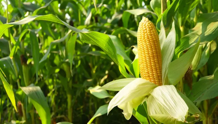 tanaman palawija adalah