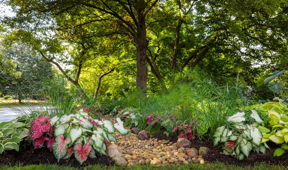 tetanam | Tanaman Pelindung Panas: Solusi Alami untuk Rumah & Taman! tanaman pelindung panas