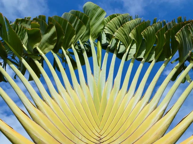 tanaman pisang kipas