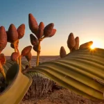 tanaman paling unik di dunia