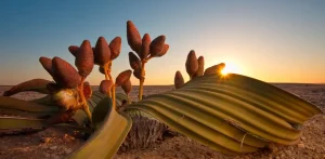 tanaman paling unik di dunia
