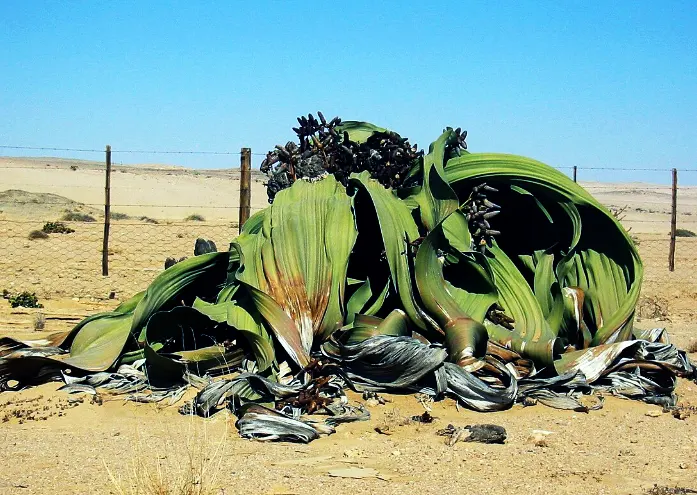 Tanaman Paling Unik di Dunia