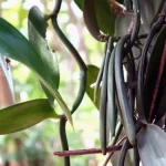 tanaman vanili adalah