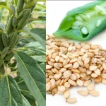 tetanam | Tanaman Wijen: Lebih dari Sekedar Taburan Onde-Onde! tanaman wijen adalah