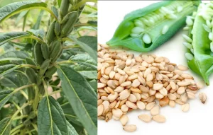 tetanam | Tanaman Wijen: Lebih dari Sekedar Taburan Onde-Onde! tanaman wijen adalah