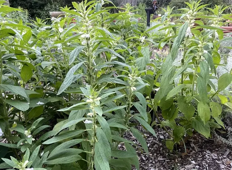 tetanam | Tanaman Wijen: Lebih dari Sekedar Taburan Onde-Onde! tanaman wijen
