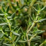 tanaman thyme adalah