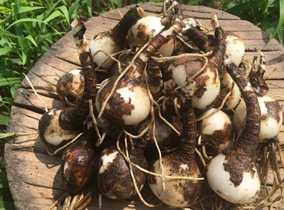 tetanam | Bunga Higanbana: Bunga Mistik, Cinta & Kematian | Terungkap! Umbi bunga higanbana