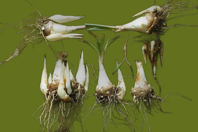 umbi bunga sedap malam