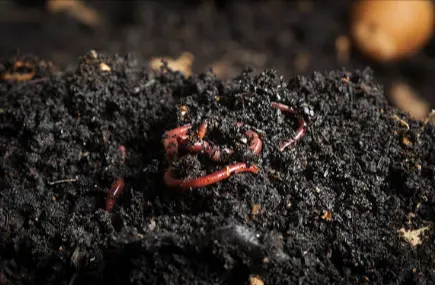 tetanam | Vermikompos: Pupuk Ajaib? Buktikan Sendiri di Kebun Anda! vermikompos adalah