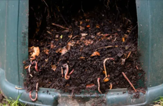 tetanam | Vermikompos: Pupuk Ajaib? Buktikan Sendiri di Kebun Anda! vermikompos