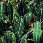 Anthurium Warocqueanum