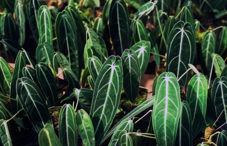 tetanam | Anthurium Warocqueanum: Jangan Beli Sebelum Baca Ini! Anthurium Warocqueanum