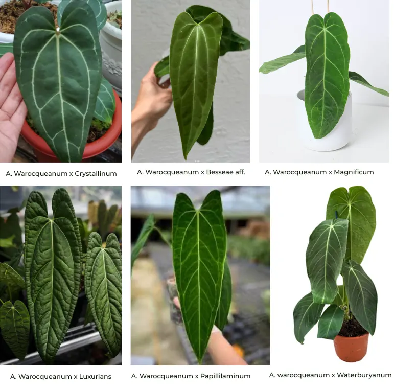 tetanam | Anthurium Warocqueanum: Jangan Beli Sebelum Baca Ini! Anthurium warocqueanum hybrid