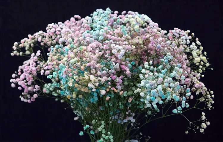 Bunga Gypsophila adalah