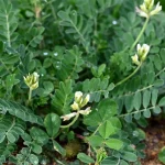 astragalus adalah