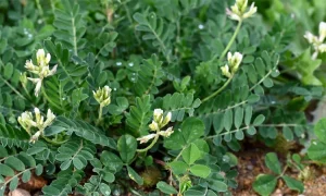 astragalus adalah