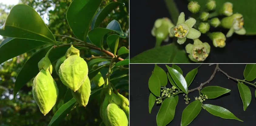 tetanam | Pohon Gaharu: Emas Wangi Tersembunyi dari Hutan Tropis biji gaharu