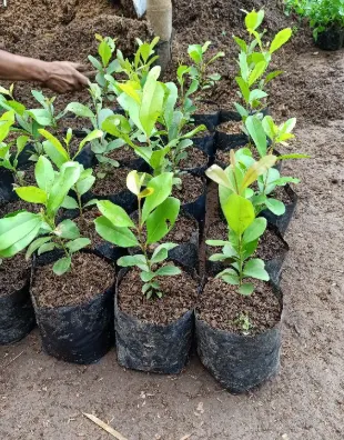 tetanam | Buah Jamblang: Hitam Manis, Buah Jadul yang Kembali Viral! bibit buah jamblang