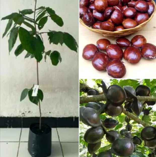 tetanam | Pohon Jengkol: Aroma Unik, Nutrisi Hebat, Cara Menanam! bibit jengkol
