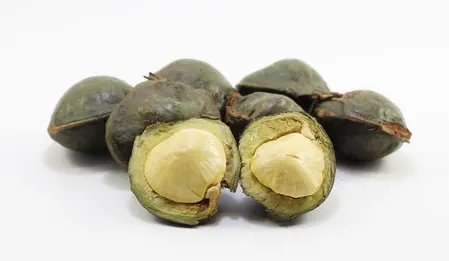 tetanam | Pohon Jengkol: Aroma Unik, Nutrisi Hebat, Cara Menanam! jengkol