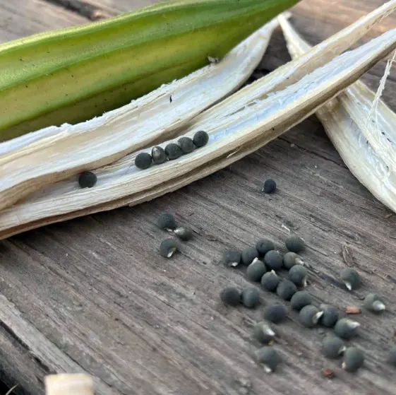 tetanam | Sayur Bendi: Bukan Sekadar Lalapan, Tapi Juga Obat Mujarab! sayur bendi