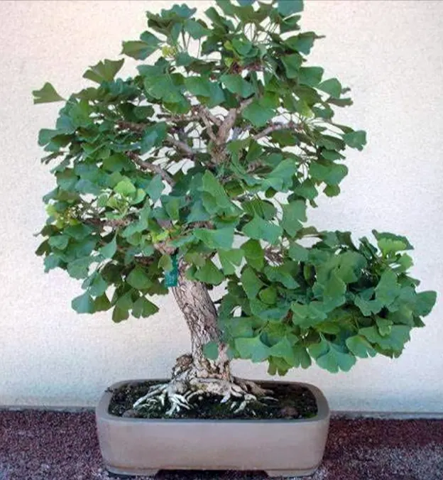 bonsai ginkgo biloba