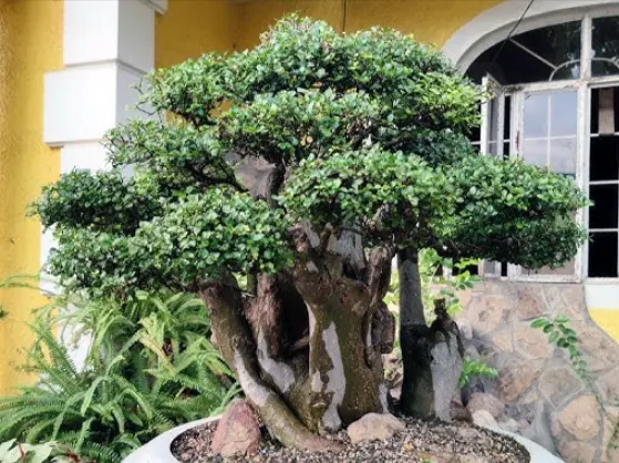 tetanam | Pohon Serut: Jangan Biarkan Mati! Kuasai Trik Perawatanya! bonsai serut