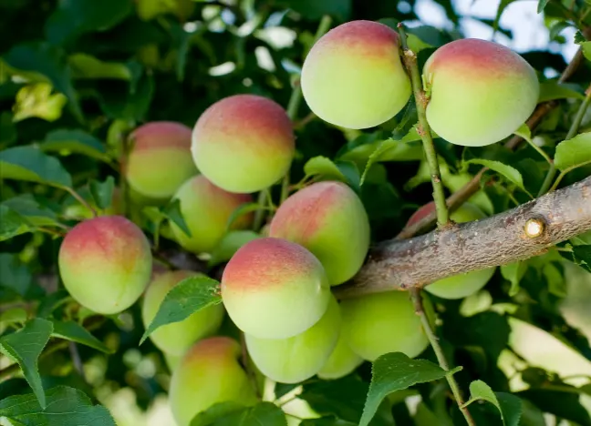 buah plum